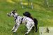 Welpen  06.09.2025 49